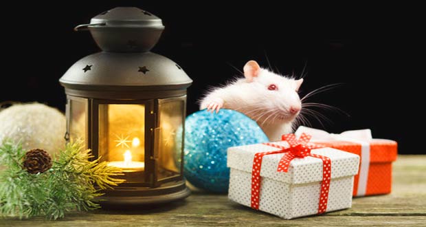Белая Крыса и новогодние подарки